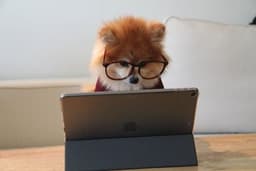 perro con gafas y ipad